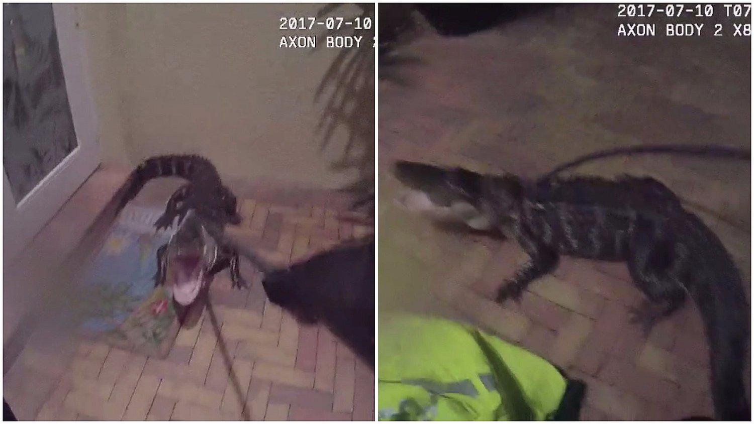 Facebook: la tremenda lucha de un policía contra un cocodrilo en Florida (VIDEO)