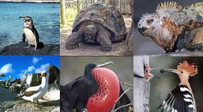 Cambio climático amenaza a las especies únicas de Galápagos