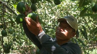 Chimbote: Realizarán seminario internacional sobre cultivo de Palta Hass