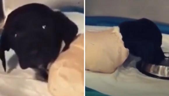 Cachorro muere tras ser encontrado con las cuatro patas amputadas (VÍDEO)