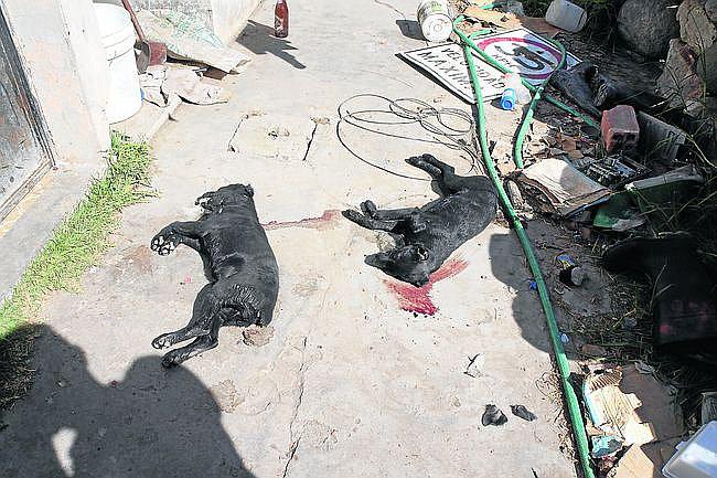 Arequipa: Ladrones envenenaron a cuatro perros para entrar a casa 