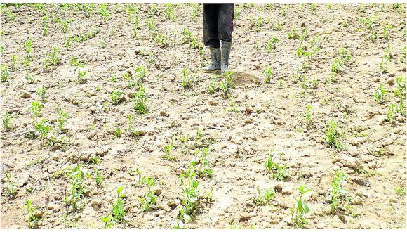 ​Ausencia de lluvias podría generar pérdidas económicas en sector agricultura