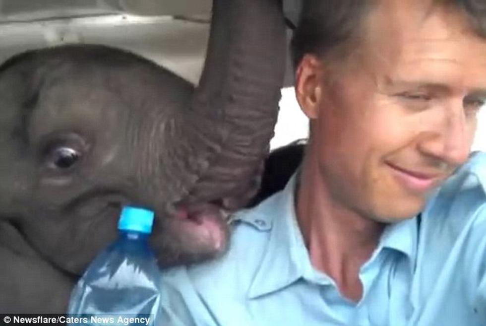 Elefante bebé es rescatado en avión tras el asesinato de su familia (VIDEO)