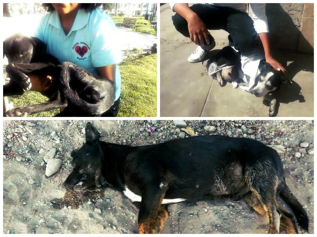 Animalistas denuncian matanza de canes en Moquegua