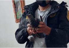 Liberarán a paloma que fue capturada cuando intentaba ingresar droga al penal de Huancayo  (VIDEO)
