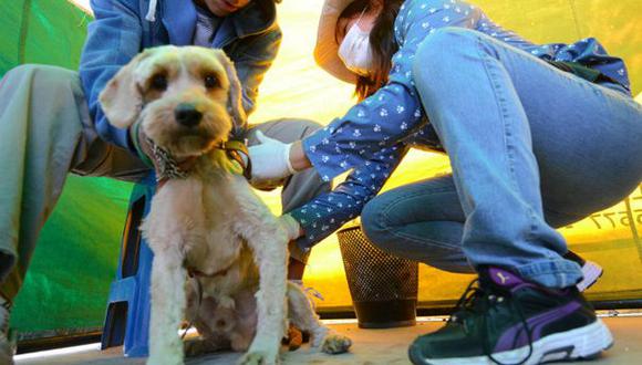 Arequipa: Campaña de esterilización de canes empezó hoy en Paucarpata