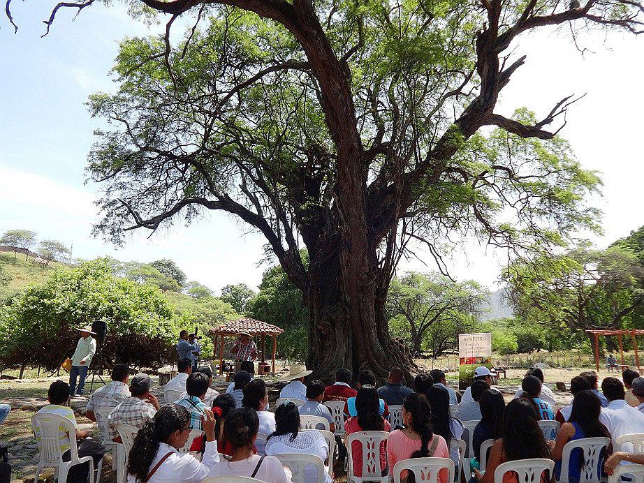 Piura declara de interés la protección y conservación del ‘Algarrobo Rey’