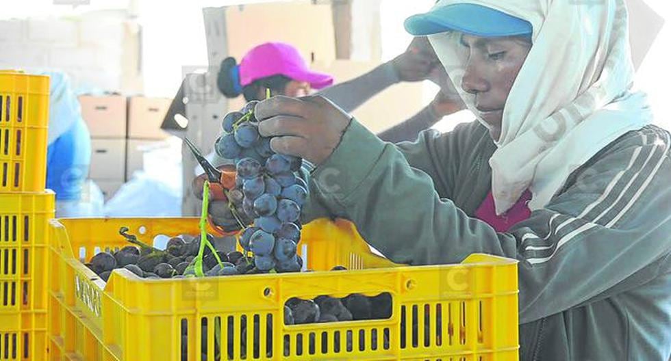 Arequipa: Dos emprendedoras cultivan uvas de exportación para China y ...
