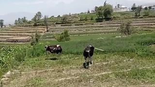 Arequipa: Conozca el Pueblo Tradicional de Paucarpata (VIDEO)