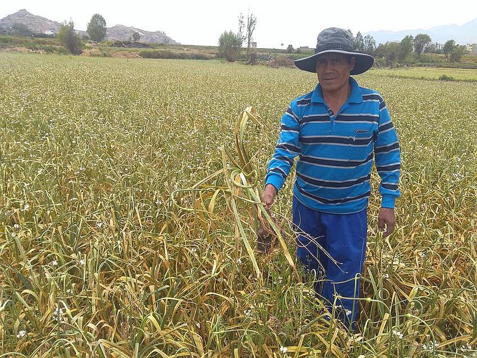 Agro arequipeño en crisis por bajo precio de ajo