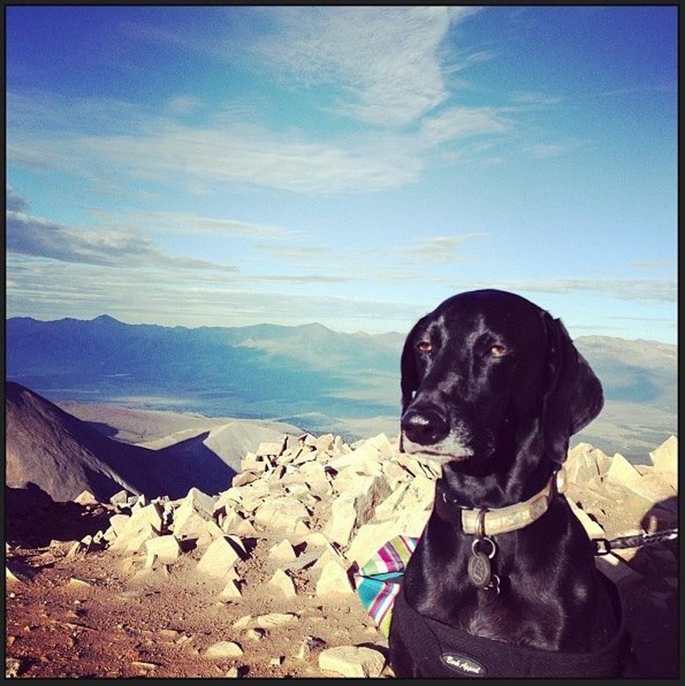 Estas son las fotos de perros más graciosas de Internet (FOTOS)