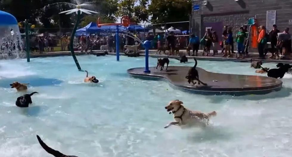 Celebran multitudinaria fiesta anual para perros en piscina (VIDEO