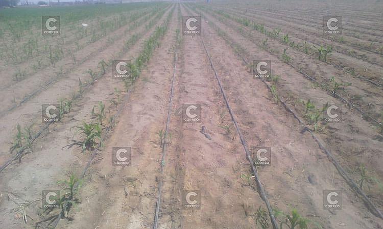 6 mil hectáreas de cultivo en riesgo en Irrigación San Camilo por falta de riego