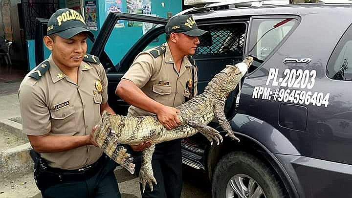Tumbes: Un lagarto causa pánico en los pobladores de Casablanqueada