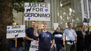 Reino Unido: marchan para impedir sacrificio de la alpaca Gerónimo