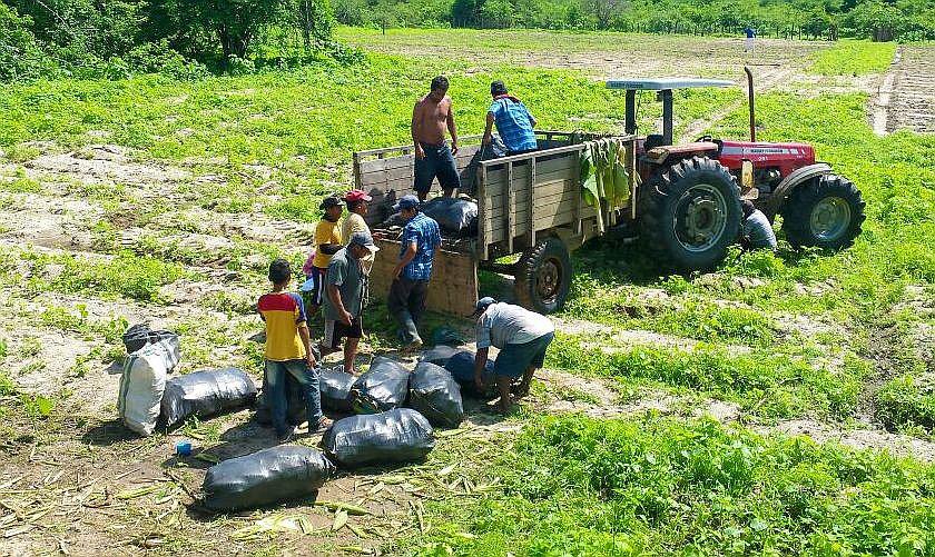 Tumbes: Los agricultores de Casitas abaratan sus productos para evitar que se pierdan por las lluvias