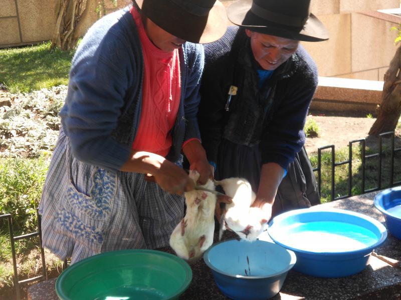 Record en pelado de cuy