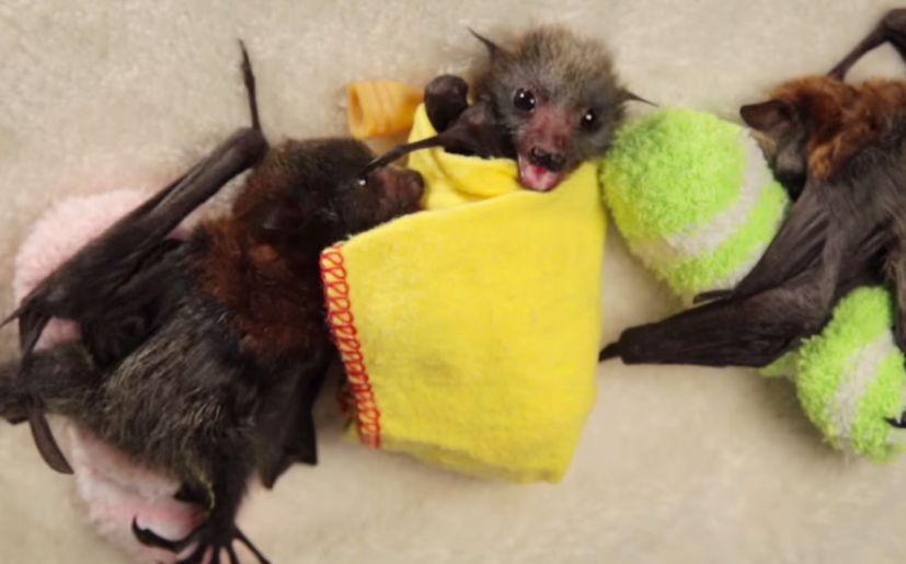 Personas atacan con fuego a murciélagos porque pensaron que transmiten el coronavirus  (Foto: Cortes&iacute;a Wakaleo)