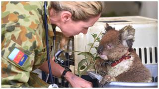 Australia: Impactantes imágenes del rescate de animales conmueven al mundo (VIDEO)