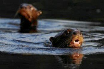 Lobo de río reconocido como especie representativa
