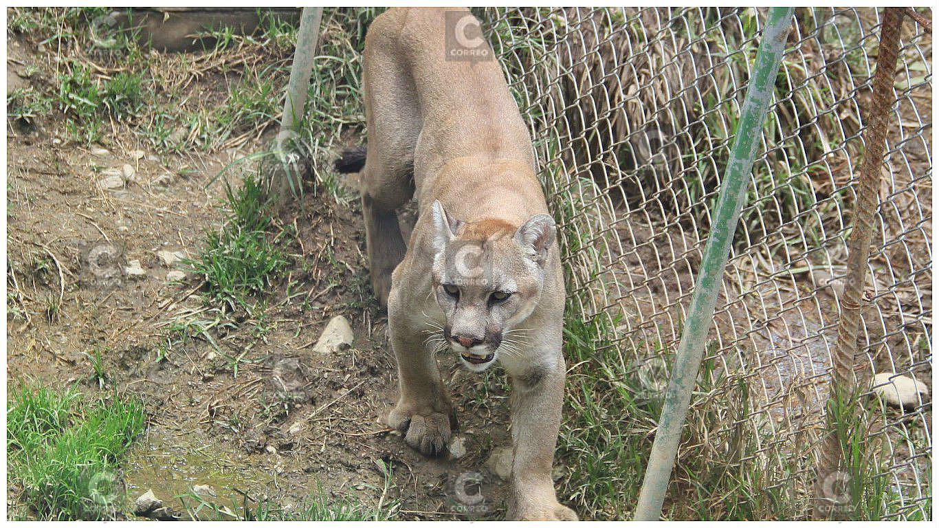 Huancayo: Aplican eutanasia a puma albergado en zoológico por esta razón 