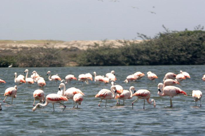 Piura: Humedales de Sechura serán el primer Área de Conservación Ambiental