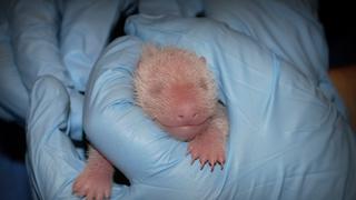 ​Osa panda gigante del zoo de Washington tiene dos crías