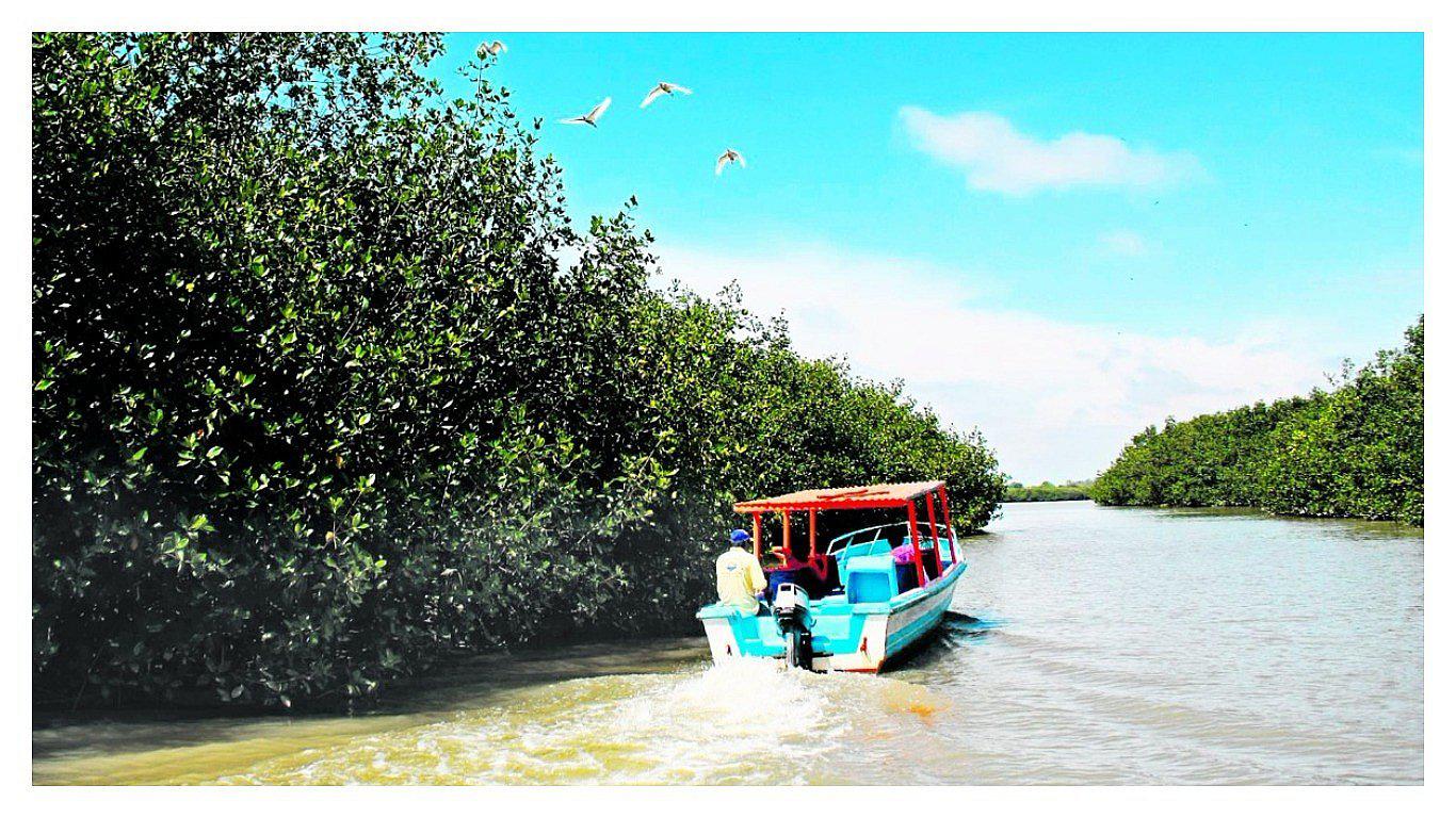 Los Manglares de Tumbes es una opción para visitar en verano