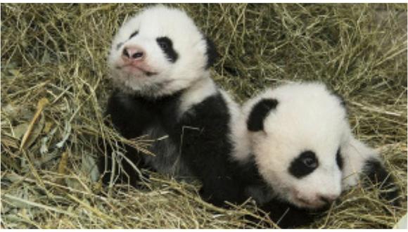 Mellizos pandas ya tienen nombres oficiales tras 100 días de nacidos (VIDEO)
