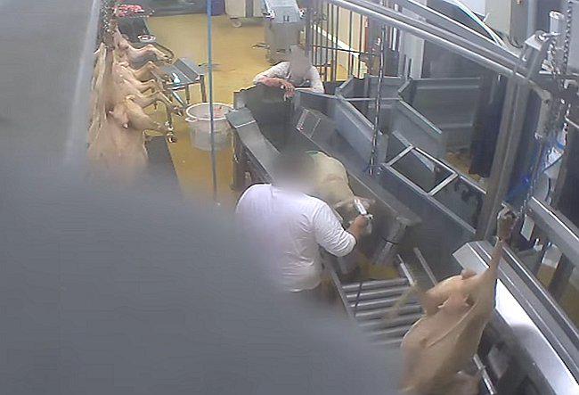 ​Francia: por primera vez condenan a un matadero por maltrato animal
