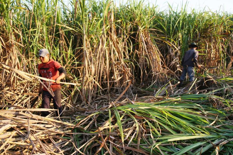 Preocupación por caída en precio de caña en planta