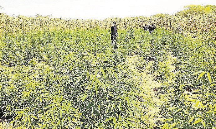 Piura: Erradican plantones de marihuana que contaban con riego tecnificado