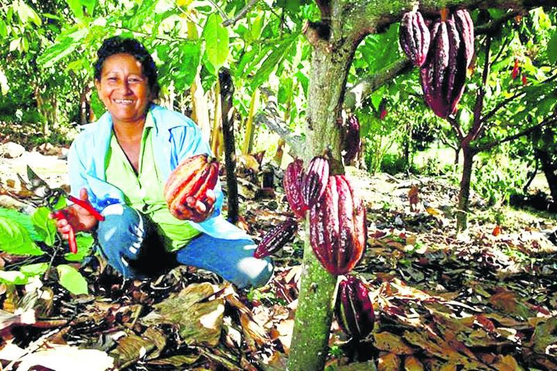 Promueven instalación de cacao fino y de aroma