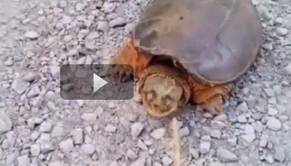 VIDEO: Conoce a la verdadera y peligrosa tortuga 'ninja'
