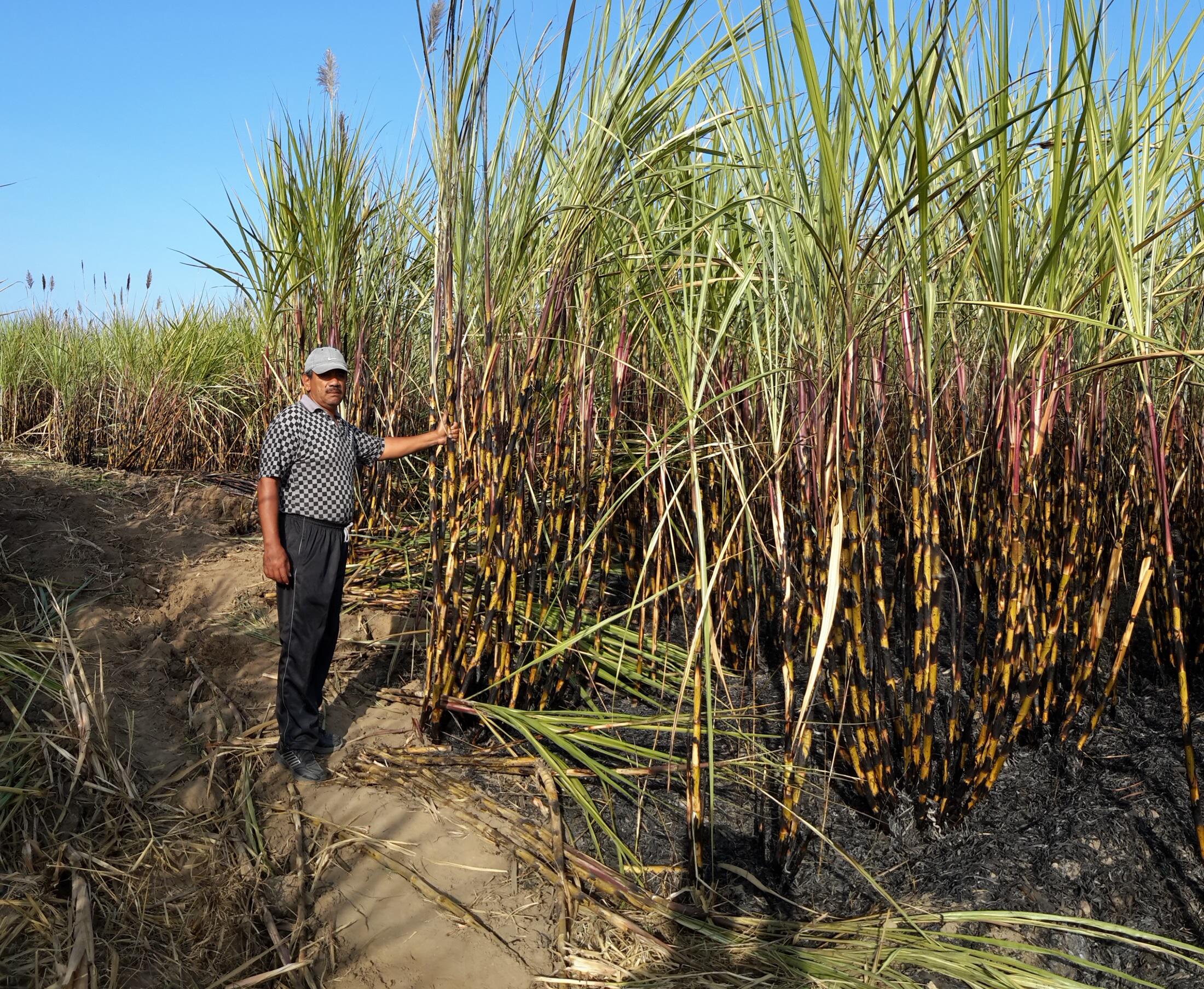 Desconocidos incendian media hectárea de caña de azúcar en Tumán