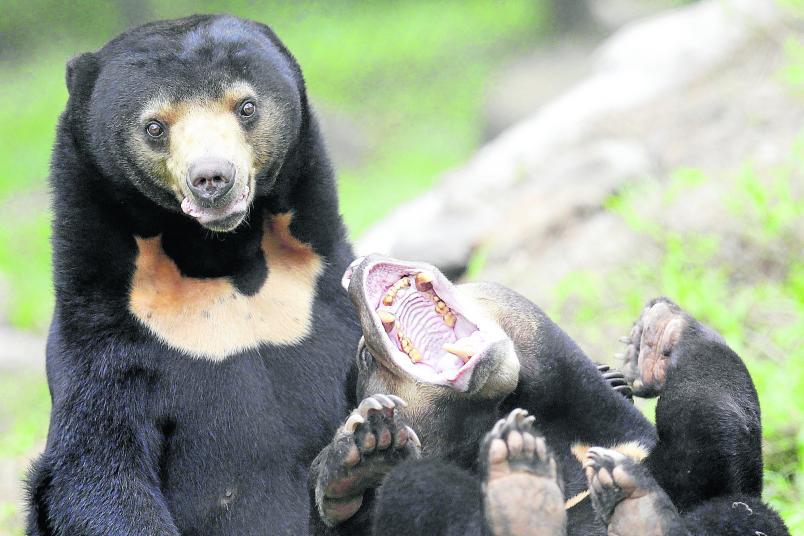 Captan imágenes de ave en peligro de extinción y de un oso de anteojos