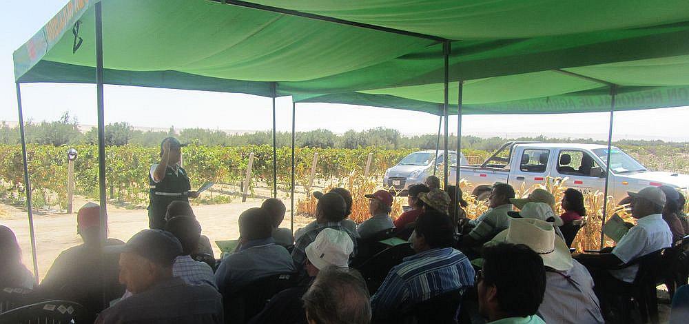 Tacna: agricultores más interesados en producción orgánica