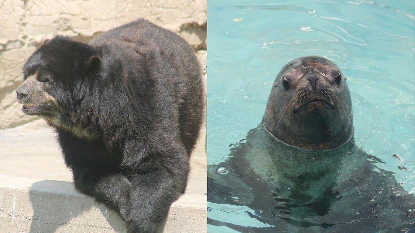Parque de las Leyendas: Celebrarán el cumpleaños de un oso de anteojos y una loba de mar