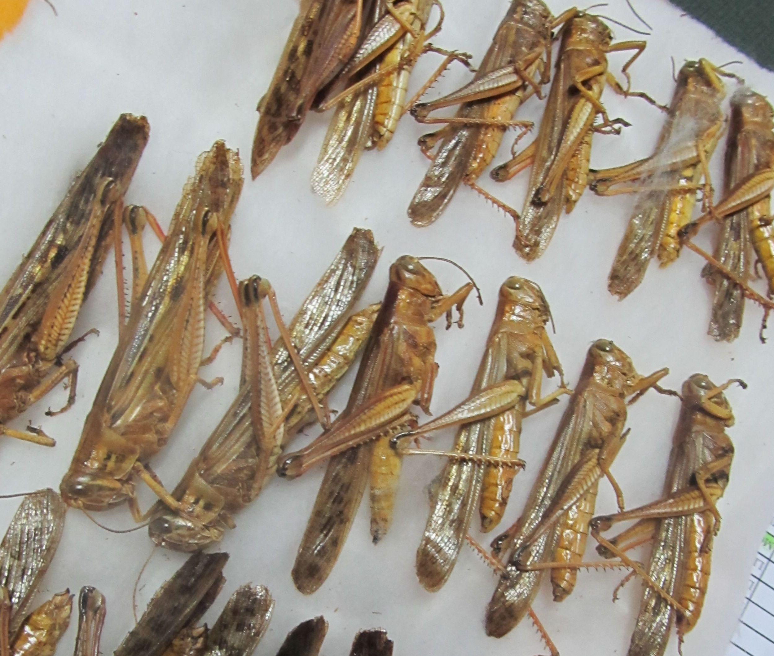 Plaga de langostas azotaría Cusco por fenómeno de “El Niño”
