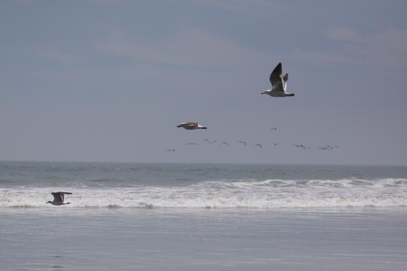 Playas de Ventanilla entre las más peligrosas del mundo
