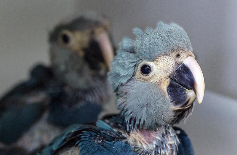 Nacen dos guacamayos azules en Brasil, una especie en extinción 