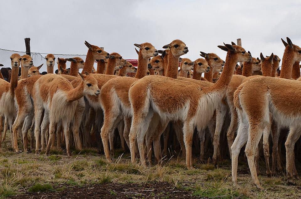 Población de vicuñas incrementa en las provincias del norte de Ayacucho 