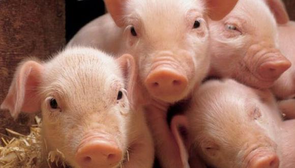 Científicos lograron "revivir" los cerebros de varios cerdos 4 horas después de muertos 