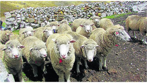 La Oroya: ​Encapuchados y armados golpean a pastor, matan a perros y roban 217 ovejas 