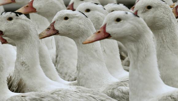 Virus afecta a las aves, pero también los humanos se pueden contagiar (Foto: AFP)