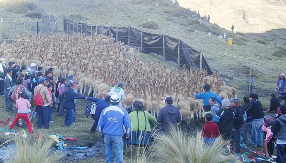 En chakus logran más de una tonelada de fibra de vicuña