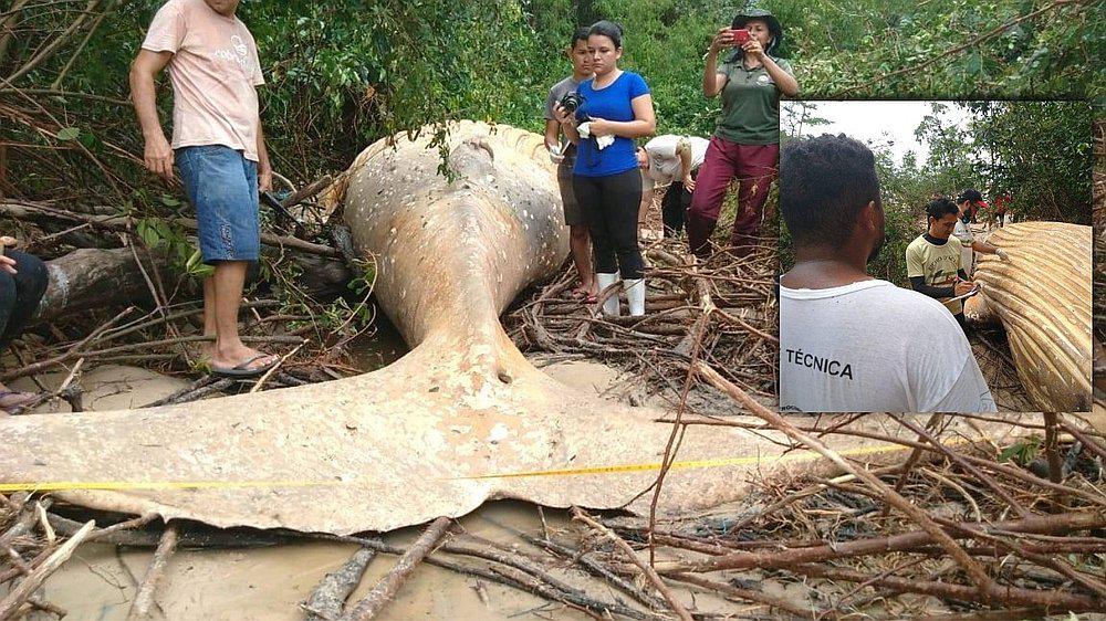 Encuentran una ballena en medio de la selva, lejos de su hábitat natural (VIDEO)