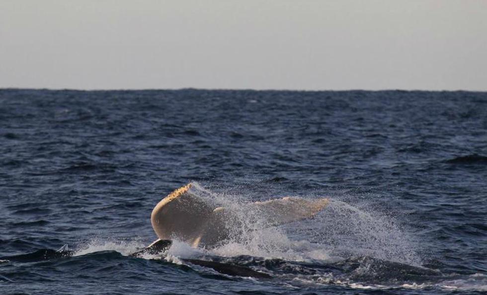 Australia: Avistan un raro ejemplar de ballena blanca (FOTOS)
