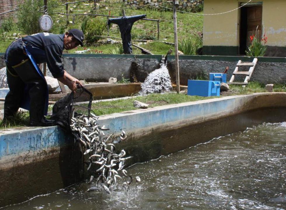 La industrialización de la trucha andina una realidad