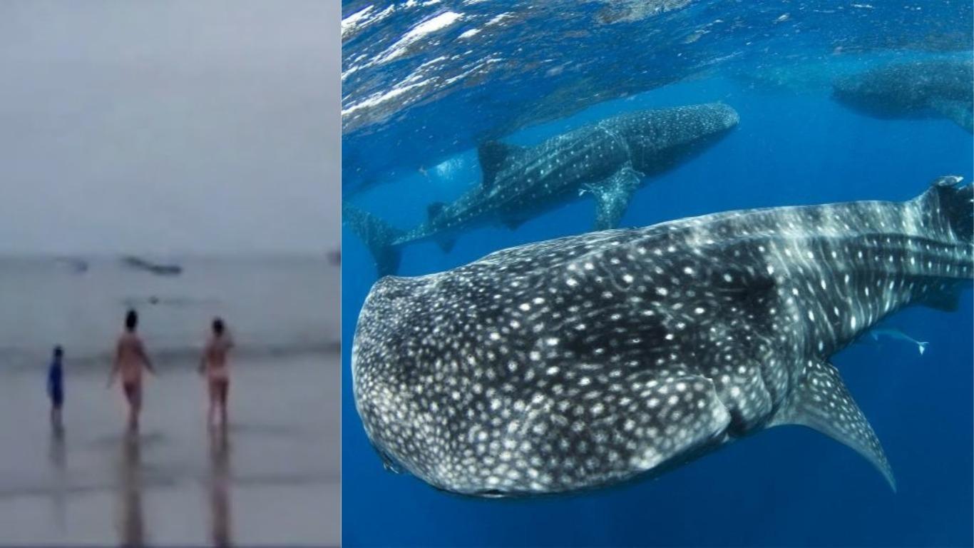 Esta especie generó susto entre los veraneantes, pero afirmaron que no atacan a los humanos. Foto: Canal N y National Geographic